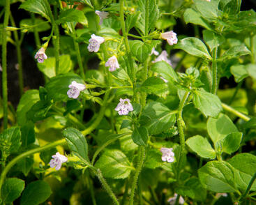 Marulka lékařská 'Lila Riese'