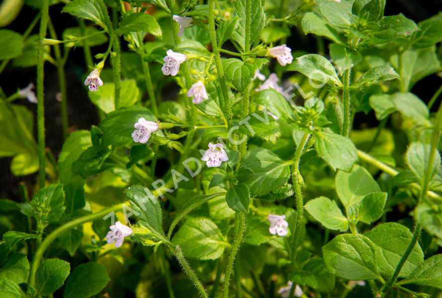 Marulka lékařská 'Lila Riese' - Calamintha nepeta 'Lila Riese'