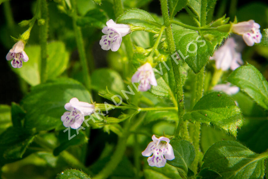 Marulka lékařská 'Lila Riese' - Calamintha nepeta 'Lila Riese'