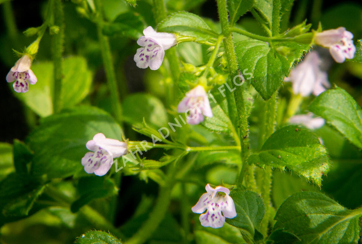 Marulka lékařská 'Lila Riese' - Calamintha nepeta 'Lila Riese'