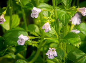Marulka lékařská 'Lila Riese' - Calamintha nepeta 'Lila Riese'