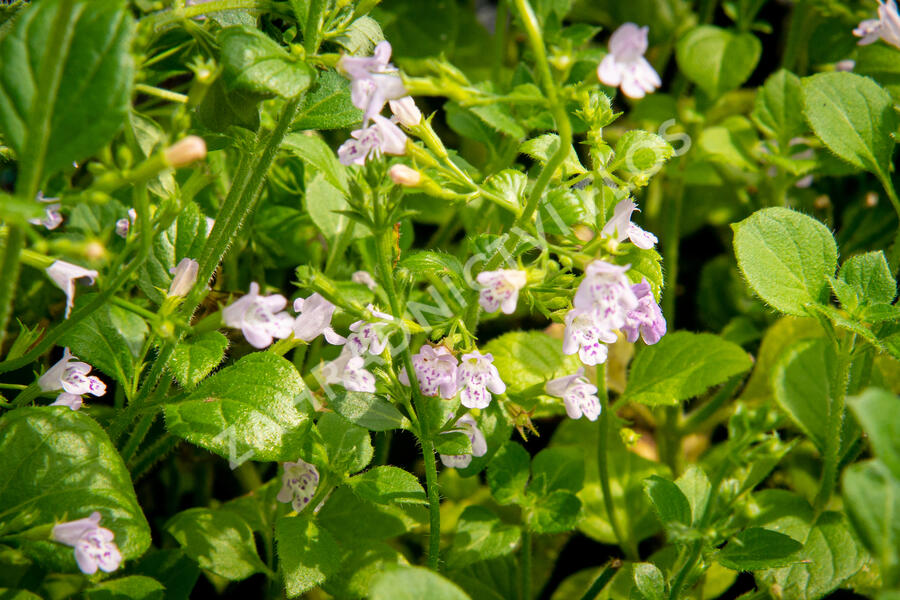 Marulka lékařská 'Lila Riese' - Calamintha nepeta 'Lila Riese'