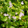 Marulka lékařská 'Lila Riese' - Calamintha nepeta 'Lila Riese'