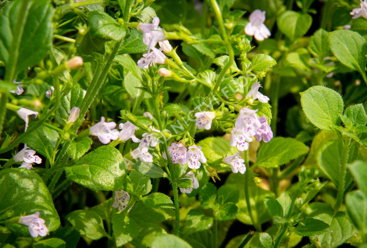 Marulka lékařská 'Lila Riese' - Calamintha nepeta 'Lila Riese'