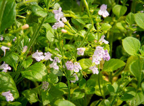 Marulka lékařská 'Lila Riese' - Calamintha nepeta 'Lila Riese'