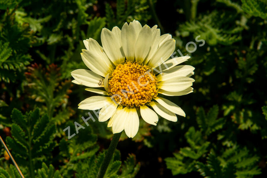 Rmen barvířský 'Wargrave' - Anthemis tinctoria 'Wargrave'