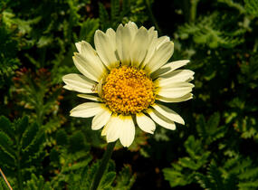 Rmen barvířský 'Wargrave' - Anthemis tinctoria 'Wargrave'