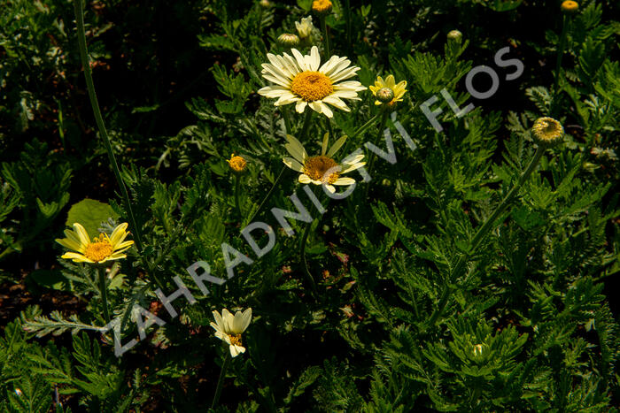 Rmen barvířský 'Wargrave' - Anthemis tinctoria 'Wargrave'