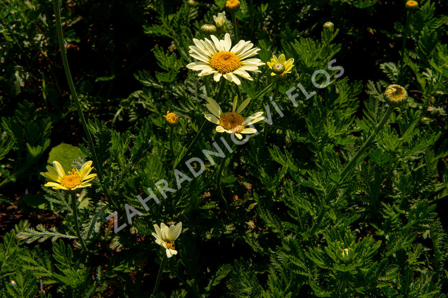Rmen barvířský 'Wargrave' - Anthemis tinctoria 'Wargrave'
