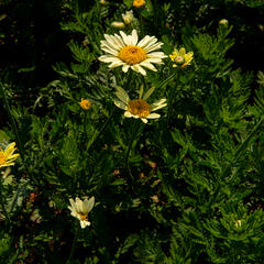 Rmen barvířský 'Wargrave' - Anthemis tinctoria 'Wargrave'