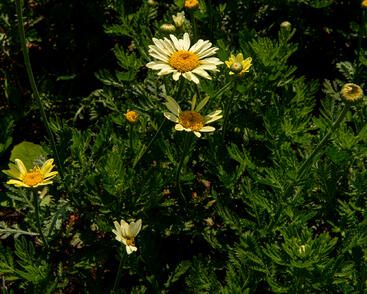 Rmen barvířský 'Wargrave'