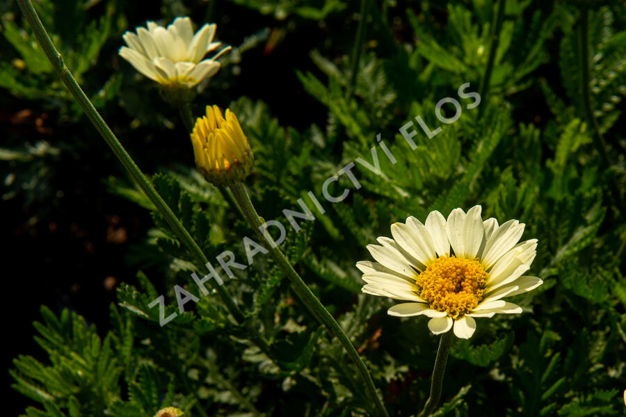 Rmen barvířský 'Wargrave' - Anthemis tinctoria 'Wargrave'