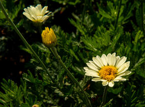Rmen barvířský 'Wargrave' - Anthemis tinctoria 'Wargrave'