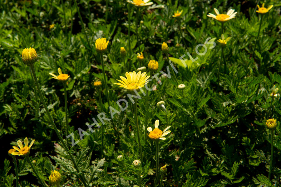 Rmen barvířský 'Wargrave' - Anthemis tinctoria 'Wargrave'
