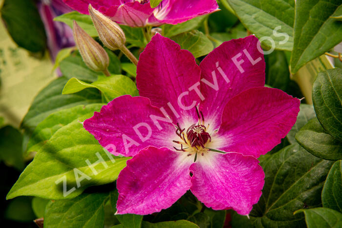 Plamének 'Viva Polonia' PBR - Clematis 'Viva Polonia' PBR