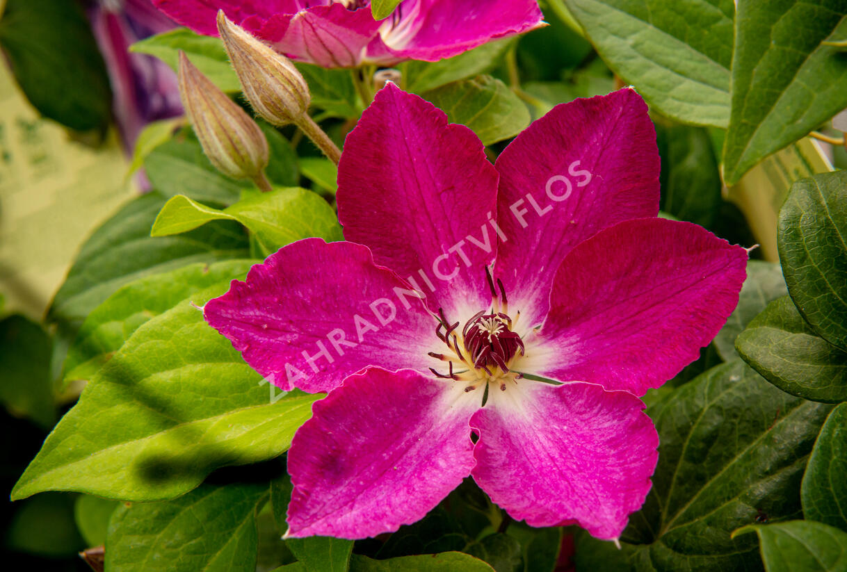 Plamének 'Viva Polonia' PBR - Clematis 'Viva Polonia' PBR