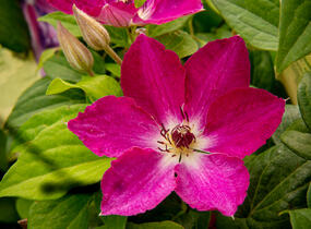 Plamének 'Viva Polonia' PBR - Clematis 'Viva Polonia' PBR