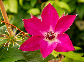 Plamének 'Viva Polonia' PBR - Clematis 'Viva Polonia' PBR