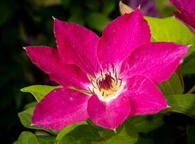 Plamének 'Viva Polonia' PBR - Clematis 'Viva Polonia' PBR