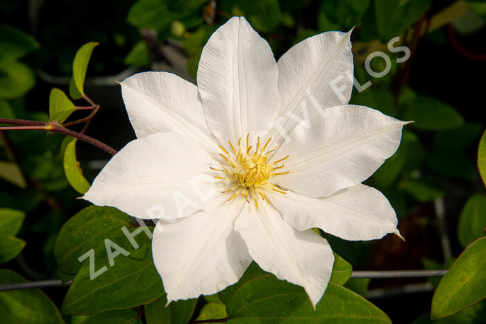 Plamének 'Toki' - Clematis 'Toki'