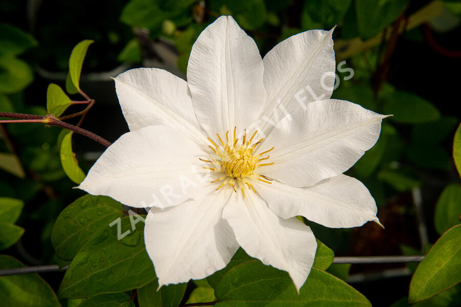 Plamének 'Toki' - Clematis 'Toki'
