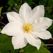 Plamének 'Toki' - Clematis 'Toki'