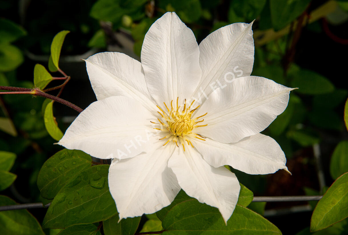 Plamének 'Toki' - Clematis 'Toki'