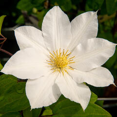 Plamének 'Toki' - Clematis 'Toki'