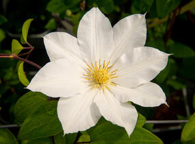 Plamének 'Toki' - Clematis 'Toki'
