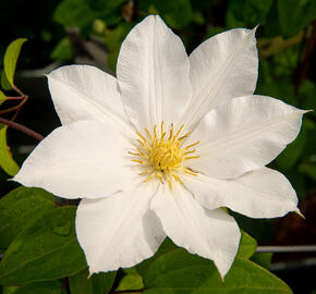 Plamének 'Toki' - Clematis 'Toki'