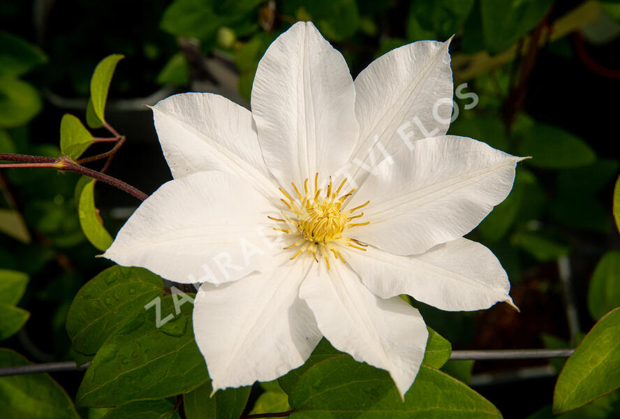Plamének 'Toki' - Clematis 'Toki'