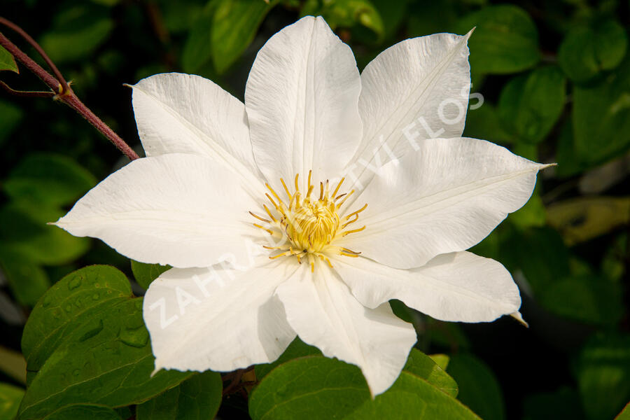 Plamének 'Toki' - Clematis 'Toki'
