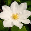 Plamének 'Toki' - Clematis 'Toki'