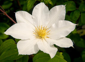 Plamének 'Toki' - Clematis 'Toki'