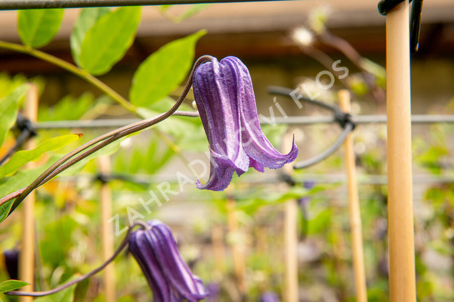 Plamének 'Rooguchi' - Clematis 'Rooguchi'