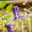 Plamének 'Rooguchi' - Clematis 'Rooguchi'