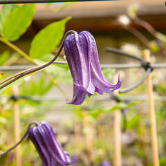 Plamének 'Rooguchi' - Clematis 'Rooguchi'