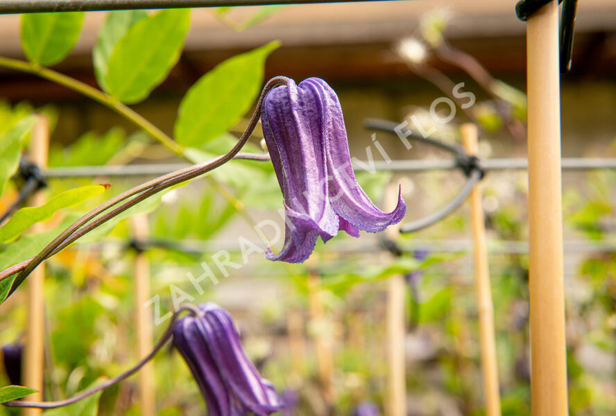 Plamének 'Rooguchi' - Clematis 'Rooguchi'
