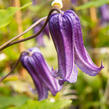 Plamének 'Rooguchi' - Clematis 'Rooguchi'