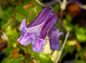 Plamének 'Rooguchi' - Clematis 'Rooguchi'