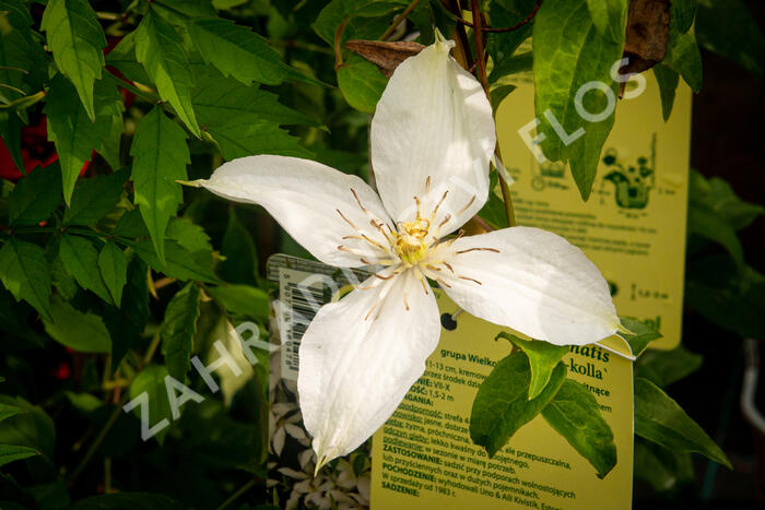 Plamének 'Roko-Kolla' - Clematis 'Roko-Kolla'