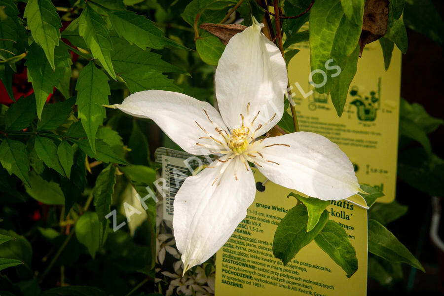Plamének 'Roko-Kolla' - Clematis 'Roko-Kolla'