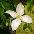 Plamének 'Roko-Kolla' - Clematis 'Roko-Kolla'