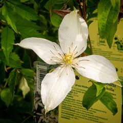 Plamének 'Roko-Kolla' - Clematis 'Roko-Kolla'