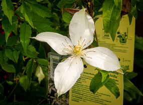 Plamének 'Roko-Kolla' - Clematis 'Roko-Kolla'