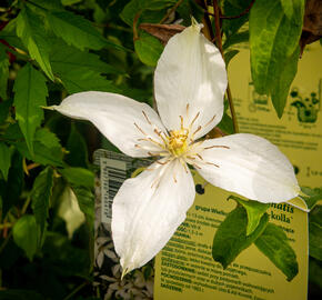 Plamének 'Roko-Kolla' - Clematis 'Roko-Kolla'
