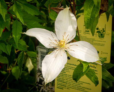 Plamének 'Roko-Kolla'