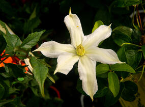 Plamének 'Roko-Kolla' - Clematis 'Roko-Kolla'