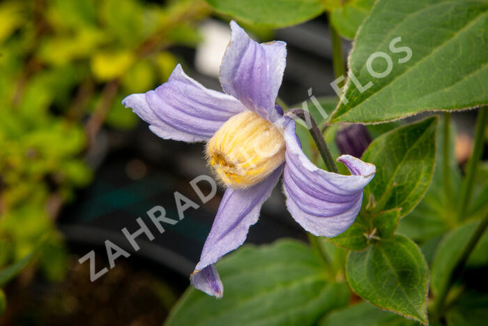 Plamének 'Bluish Violet' - Clematis 'Bluish Violet'