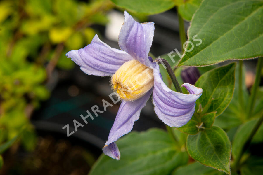 Plamének 'Bluish Violet' - Clematis 'Bluish Violet'